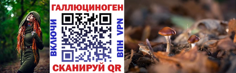 закладки  Строитель  Псилоцибиновые грибы Psilocybine cubensis 